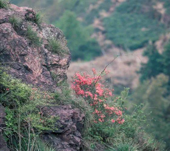 在山花开满地方,这里有一座人间秘境