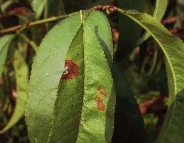 能力超強,一旦侵入進植物器官就會迅速表現症狀,快速產生新的分生孢子