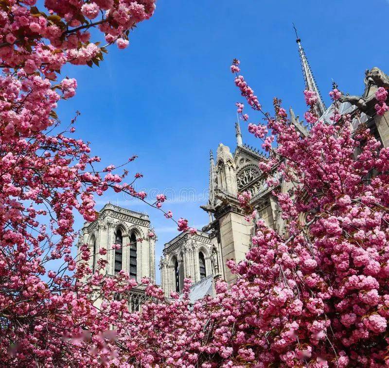 巴黎春天盛开的樱花