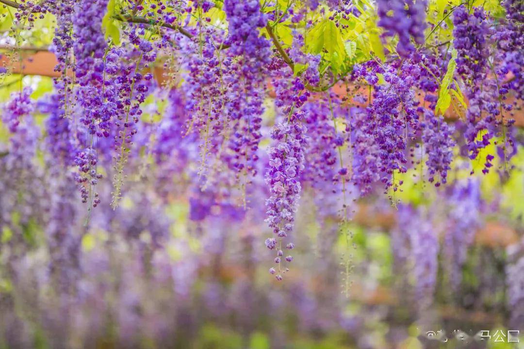 花花花花花~且看公园城市的“花月令”_成都