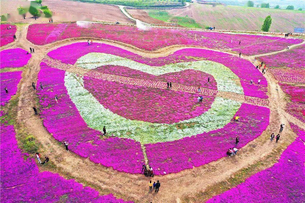 再次惊艳绽放就在硕平花海的山坡上去年红遍汝州人朋友圈的芝樱花海吗