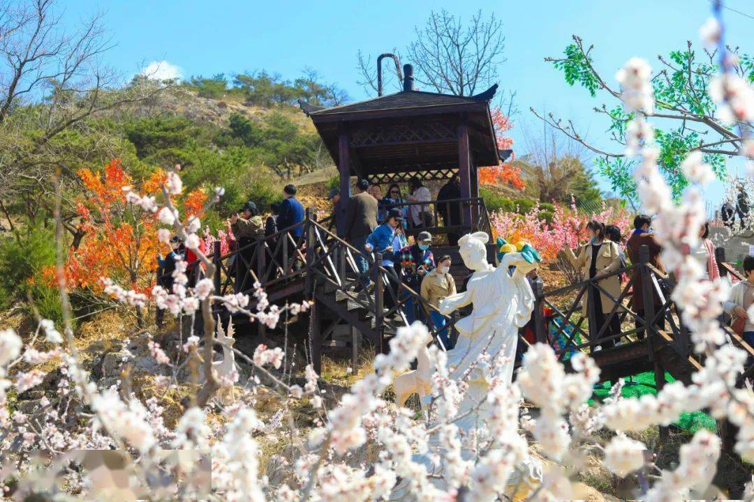 大孤山杏梅花节开幕30张美图曝光盛会持续3天