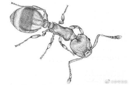 苏珊·福伊齐克|人和昆虫都怕“孤独”？研究显示蚂蚁被隔离后免疫力下降