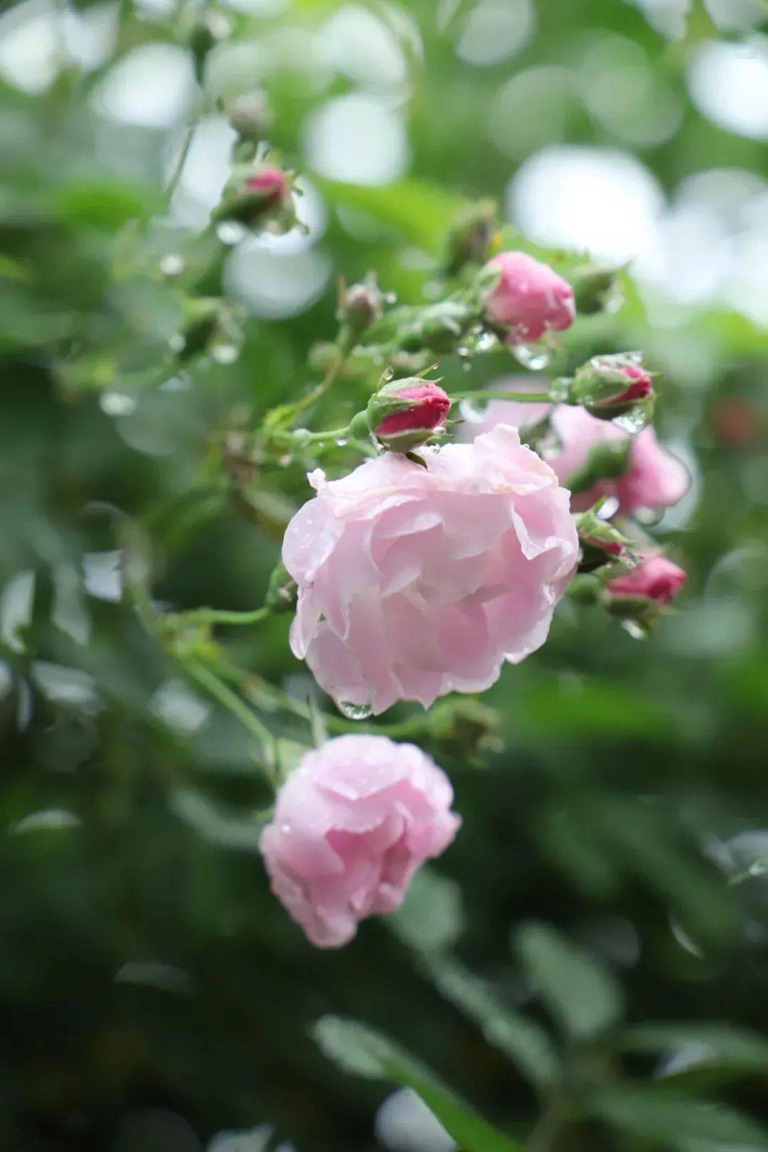 映像青白江丨四月芳菲時薔薇花海美得令人心醉