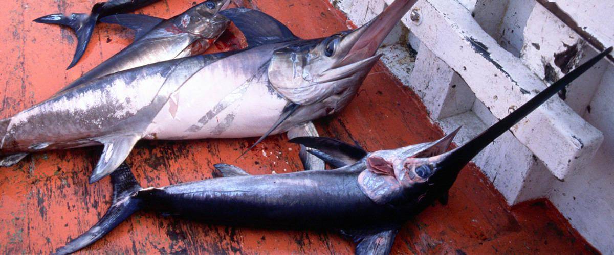 时速130公里的剑鱼能刺穿50公分的船板如今却成陪葬品