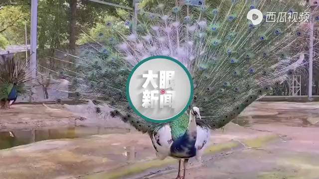 原来孔雀也会秃秃毛孔雀努力开屏求偶网友像极了济公的扇子
