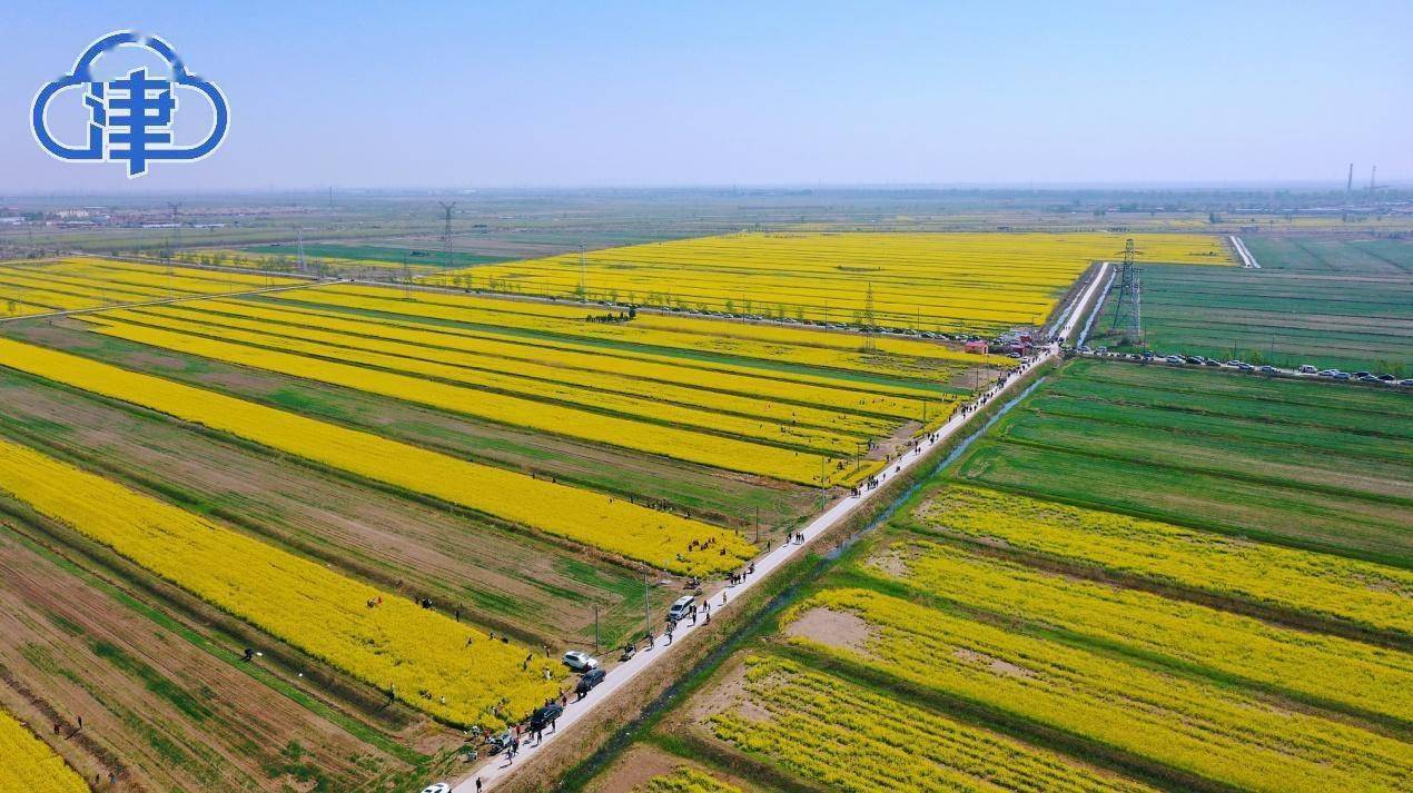 静海千亩油菜花开正旺 首届花田文化节带您走进音乐小镇_蔡公庄镇