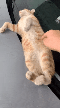 吃什么能让小猫的屎不臭 c10582384bbf45a5a19438f659367c51.gif