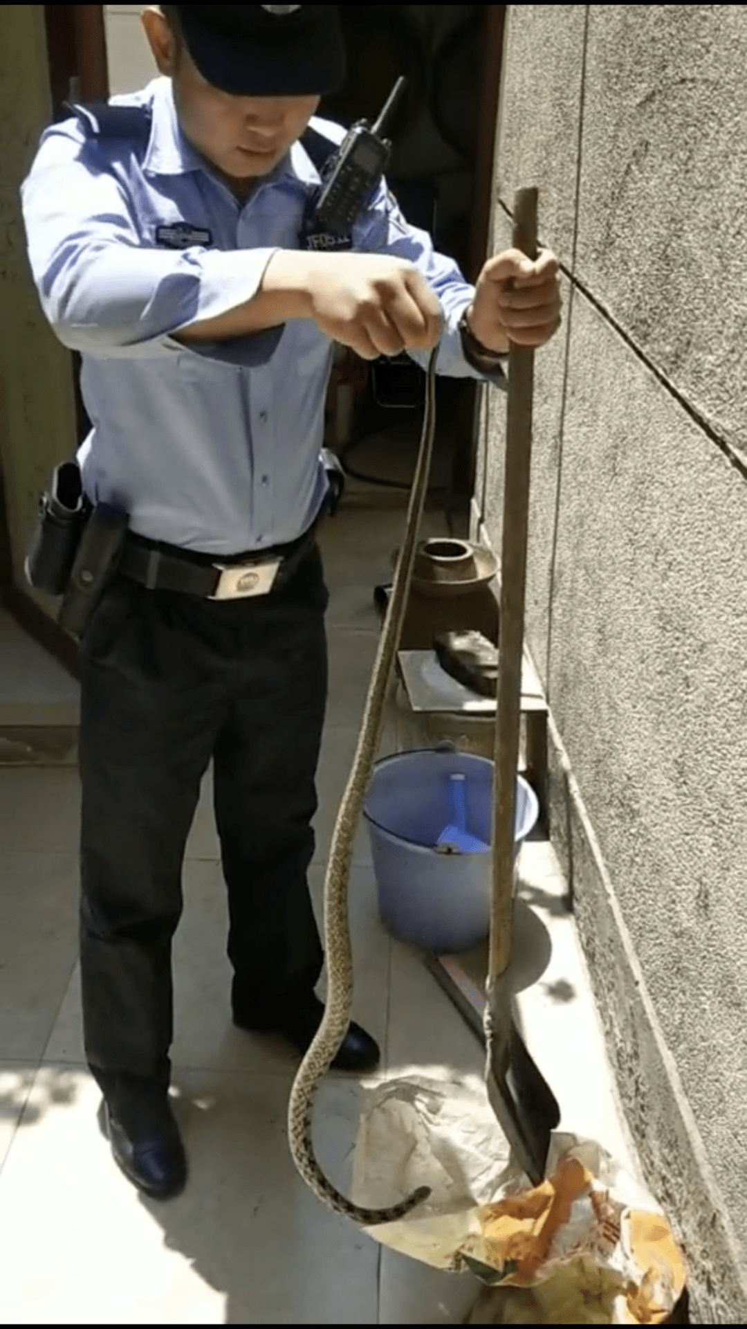 16米花麻蛇擅闯民居民警现身抓捕并野外放生