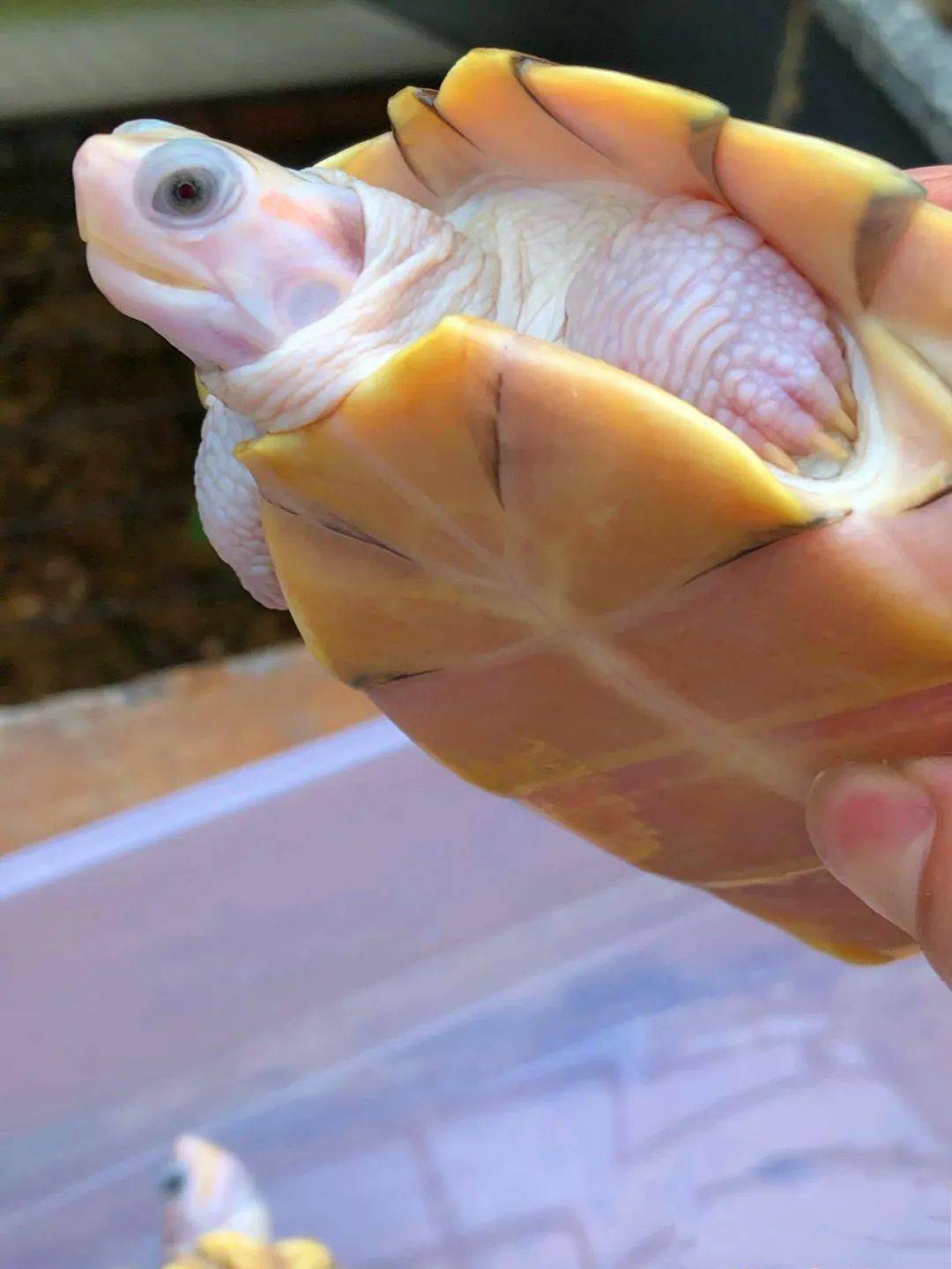 巴西变异果冻龟碌最新交易价格