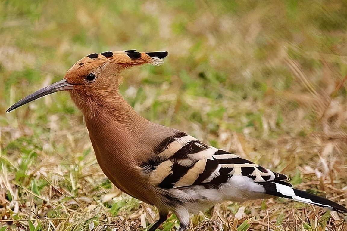 收藏88种鸟类照片素材