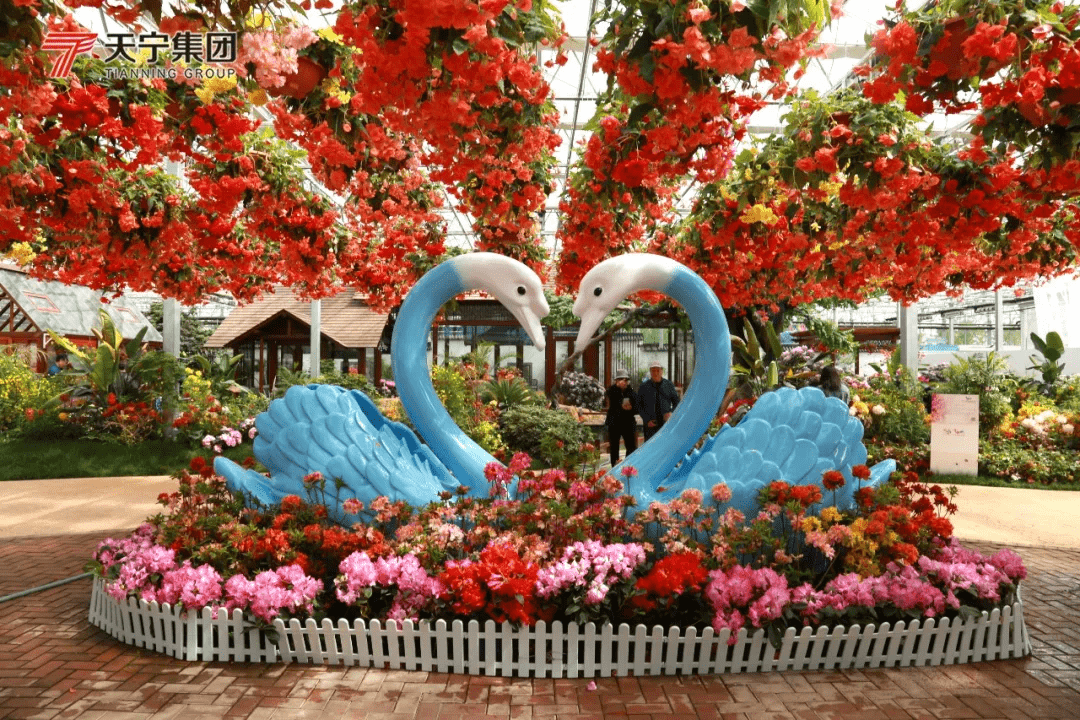 本月24号第三届中国日照杜鹃花节惊艳启幕