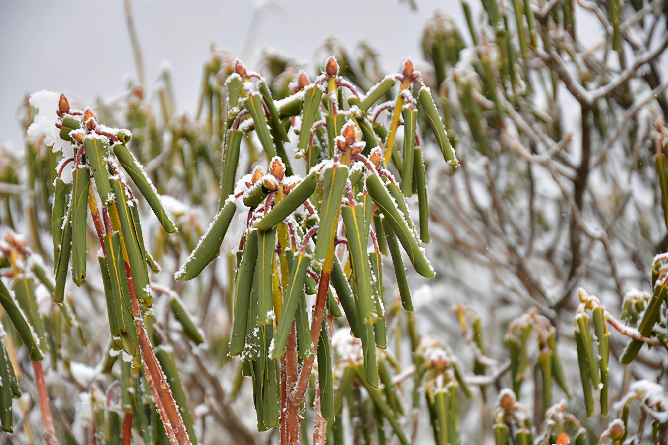 冰雪神农架滑雪之旅邂逅美丽的金丝猴