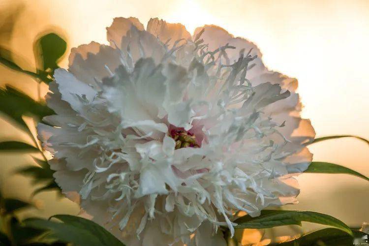 名贵牡丹银丝贯顶花开洛阳独此一株