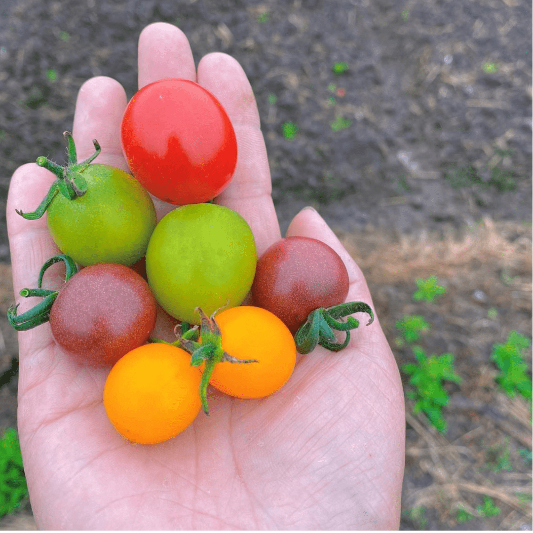 樱桃成熟的同时,旁边田里的进口七彩小番茄也在争相斗艳,有红的黄的绿