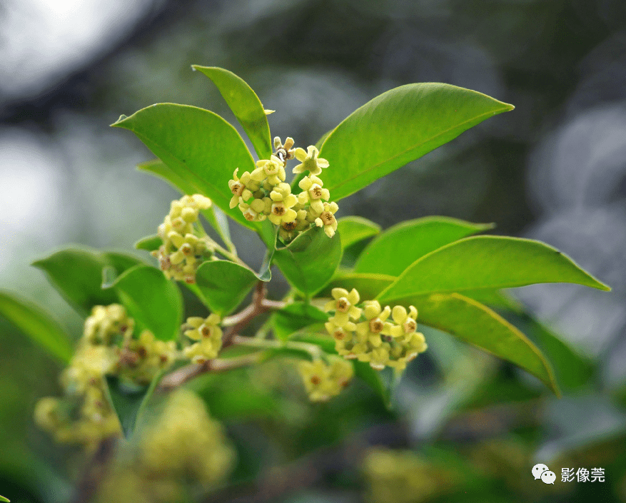 低调内敛的莞香花盛开等你来赏