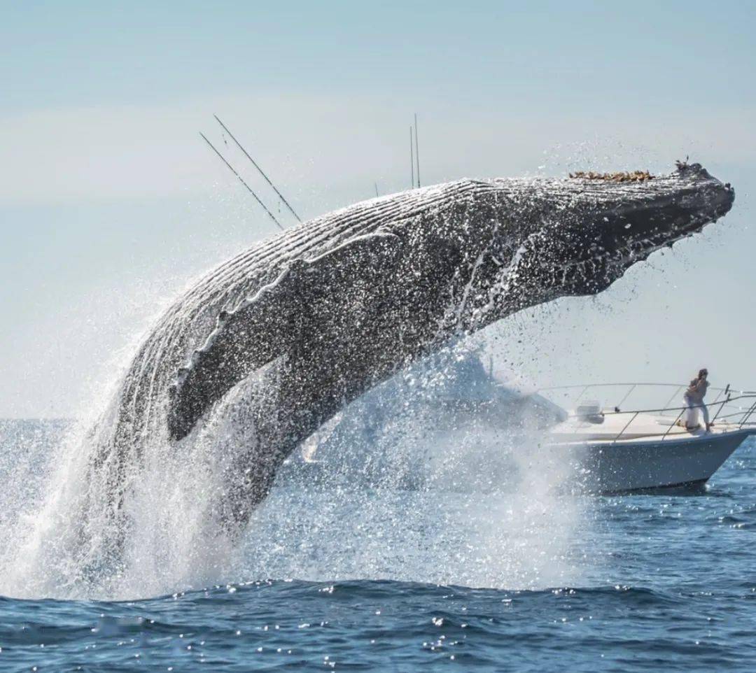 悉尼港湾30吨座头鲸跃出海面 游客近距离领略“翻江倒海”