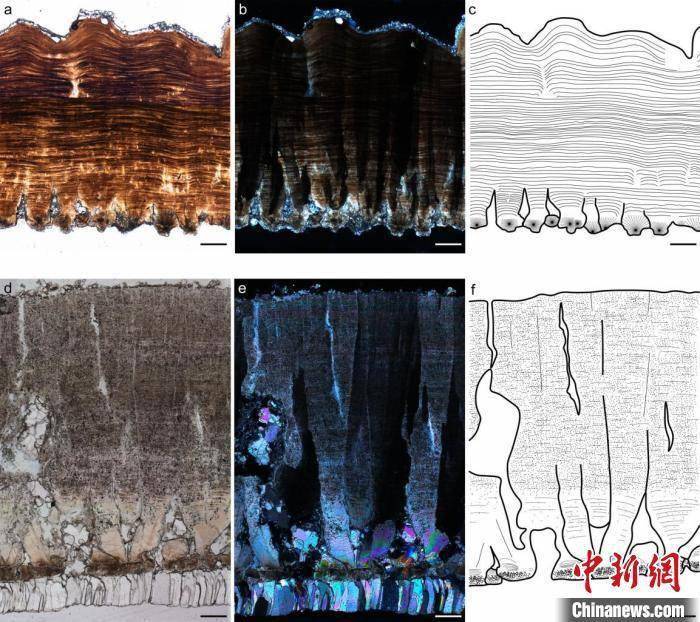 蛋壳|发现约8000万年前的碎蛋壳，可能是恐龙蛋