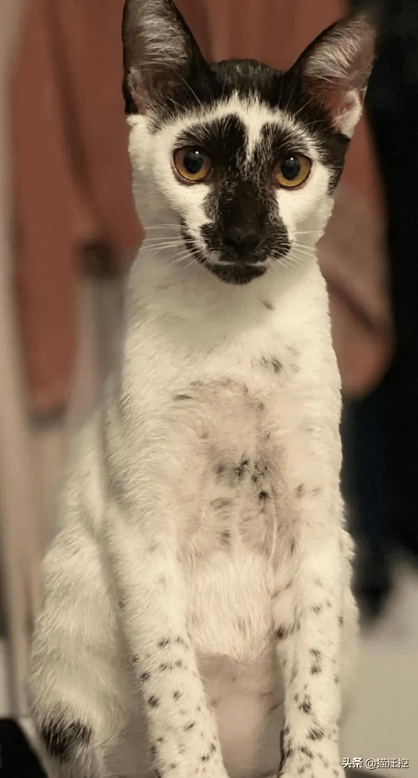 你这猴养得挺像猫。主人：那就是猫_举报
