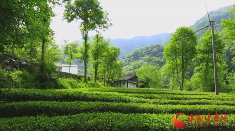 乡村振兴看甘肃康县阳坝借茶发力跑出乡村振兴加速度