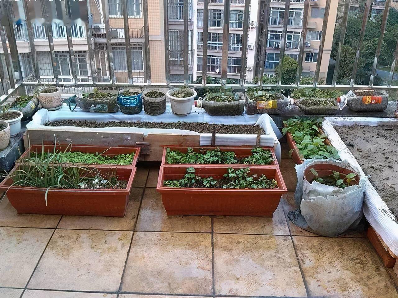 邻居竟在楼顶搭建一个菜园,真让人哭笑不得,这菜能吃吗?