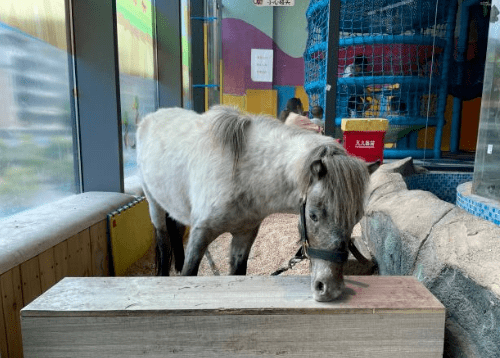 商場動物園,深圳孩子的悲哀?_兔子