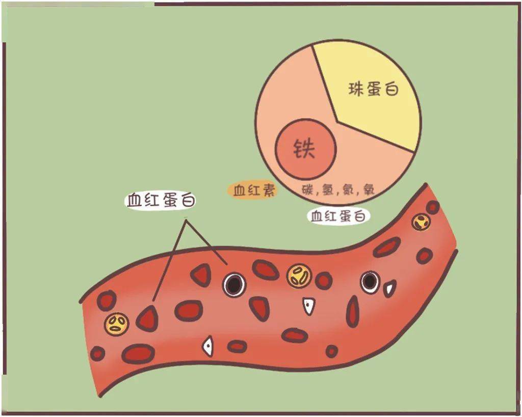 红细胞破坏过多