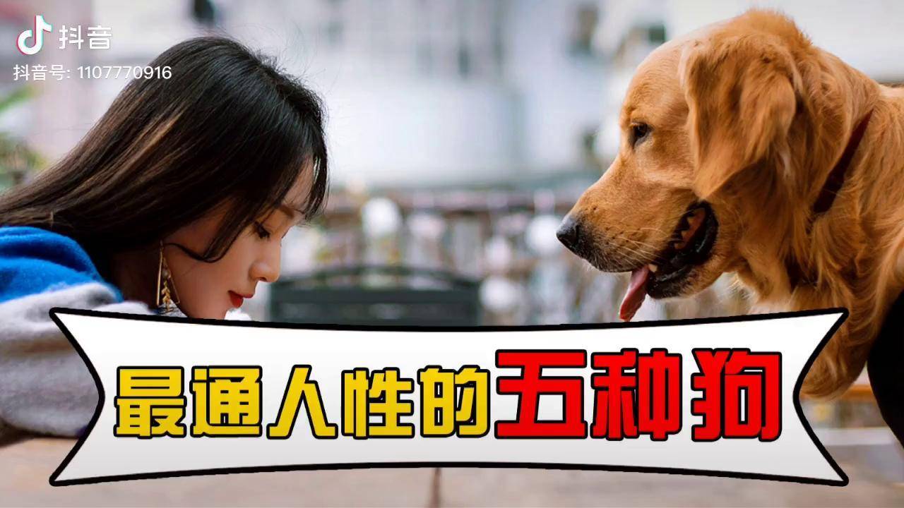 最通人性的5种狗狗