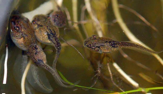 5月自然课丨我给小蝌蚪造个家