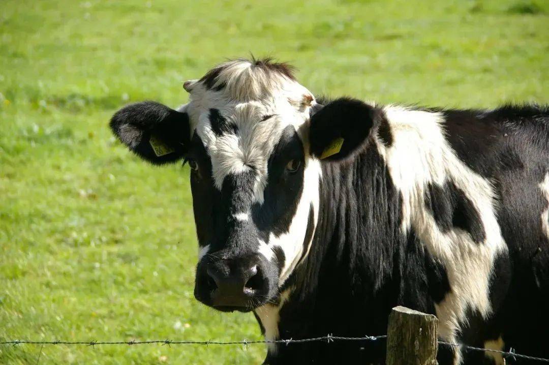 提问 奶牛打嗝 排出多少甲烷 排放
