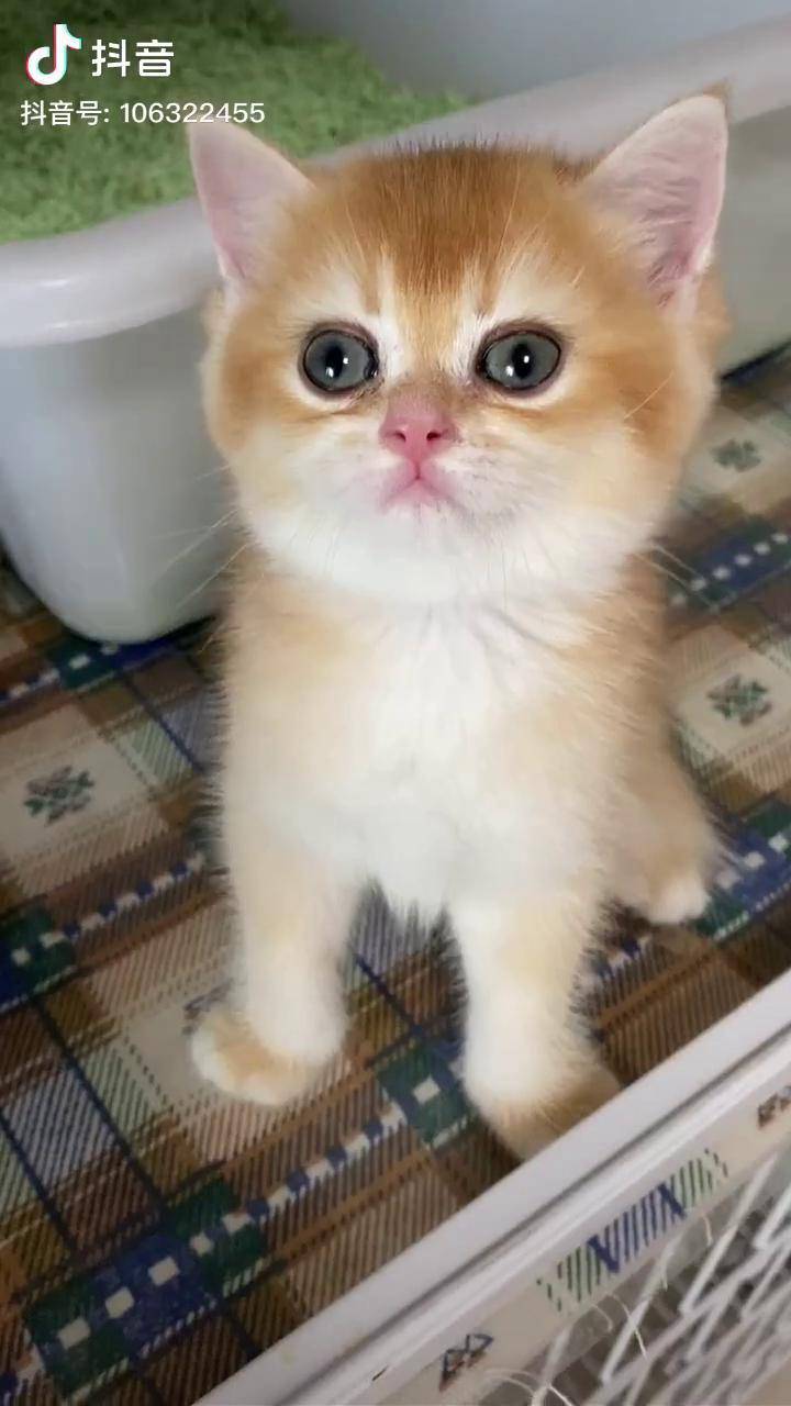 小金豆子女娃娃金渐层猫