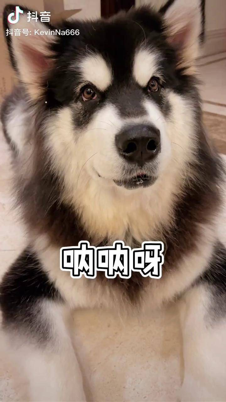 呐呐跟凯文相遇刚好一周年啦可爱狗狗抖音萌宠嘉年华阿拉斯加恋爱