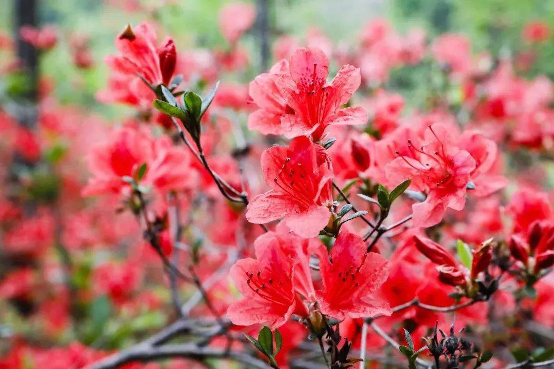 宜都市松木坪镇双井寺村——原生杜鹃观赏园