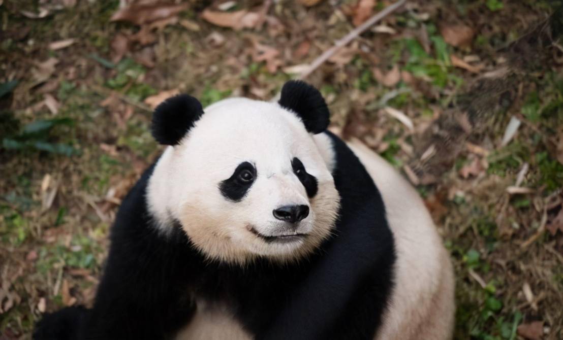 怎么介绍大熊猫 9b851ca3548a4655ac701af5e2f8c138.jpeg