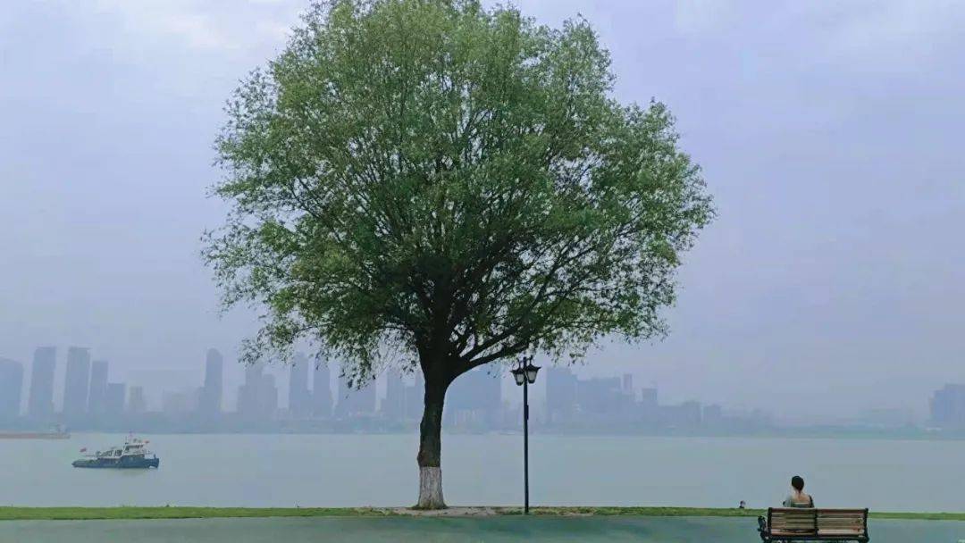 武汉那棵孤独又灿烂的树怎么就爆红了