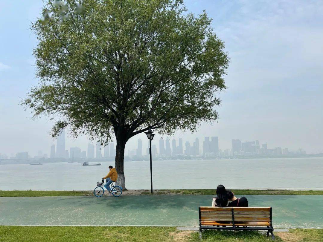 武汉那棵孤独又灿烂的树怎么就爆红了