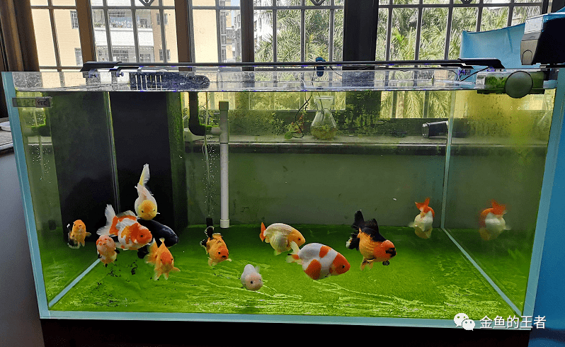 怎么养金鱼才不会死鱼 b6dbba27b6ca43469e0f531c15875e3f.png
