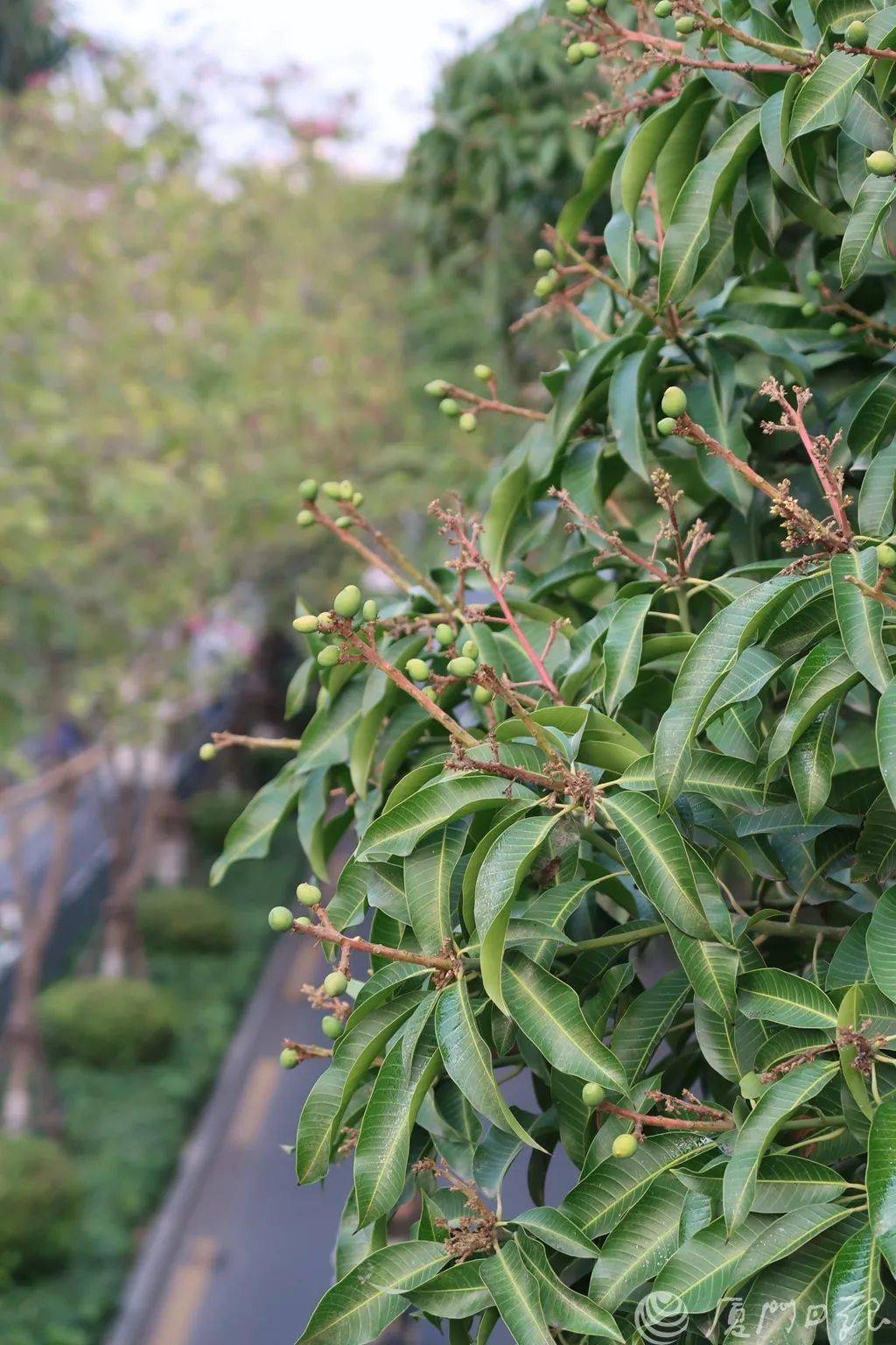 路边树上挂满红樱桃厦门一女子吃下3颗后发帖求助医生都快哭了