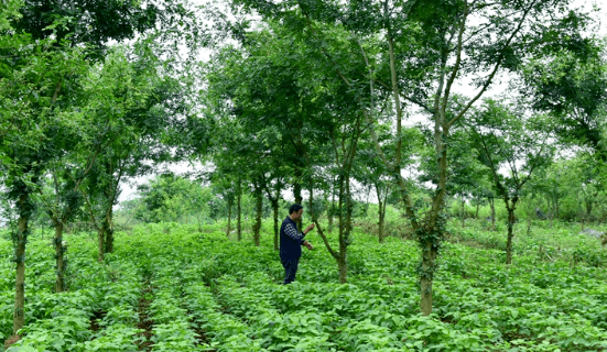 四新四化蹲点采访织金系列②一粒皂角米的增值之旅从一文不值到产值4