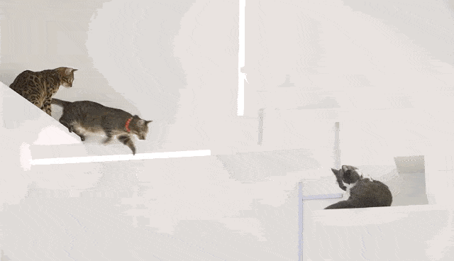 星期三的快乐是潘通色猫咖给的 | 家club_猫咪