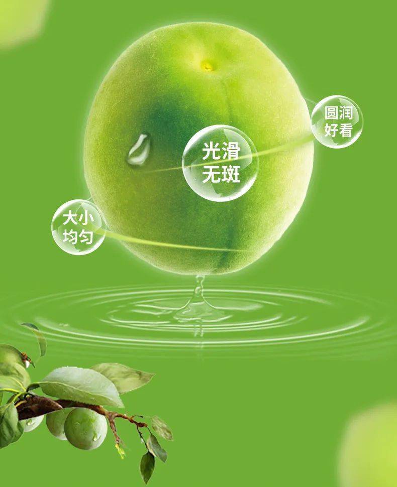 横跨半个中国只为搜寻更正宗的青梅酸