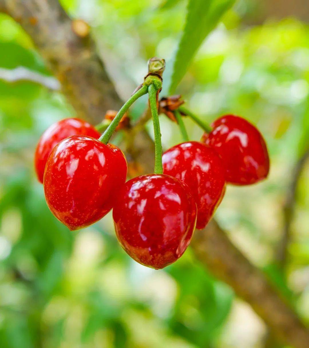 诱人的樱桃垂挂枝头,圆溜溜,胀鼓鼓的,在阳光的照射下,水嫰水嫰的样子