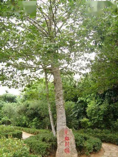 世界最甜最咸最毒最亮最贵的树来一睹真容吧