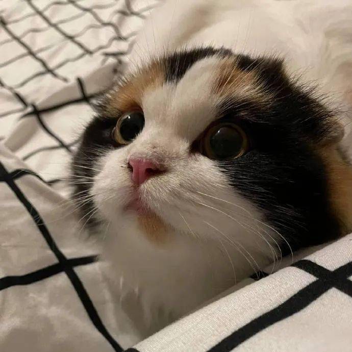 这只三花猫好可爱就是不知道耳朵在哪里