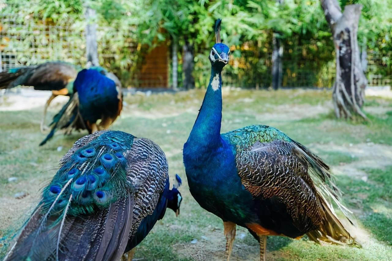 这个地方景色太棒,赶紧来瞧瞧,就在东莞_动物园