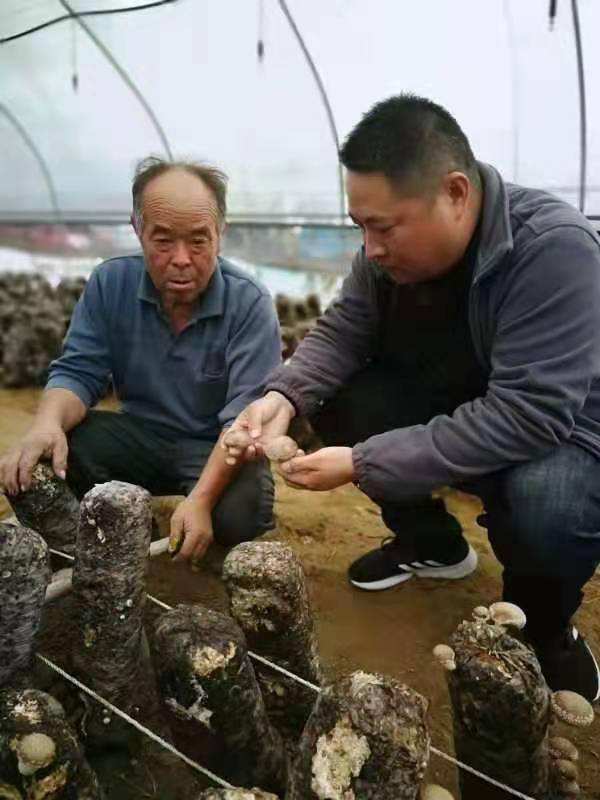 近日,上蔡縣氣象局農氣服務人員深入大路李鄉,五龍鄉等大型香菇種植