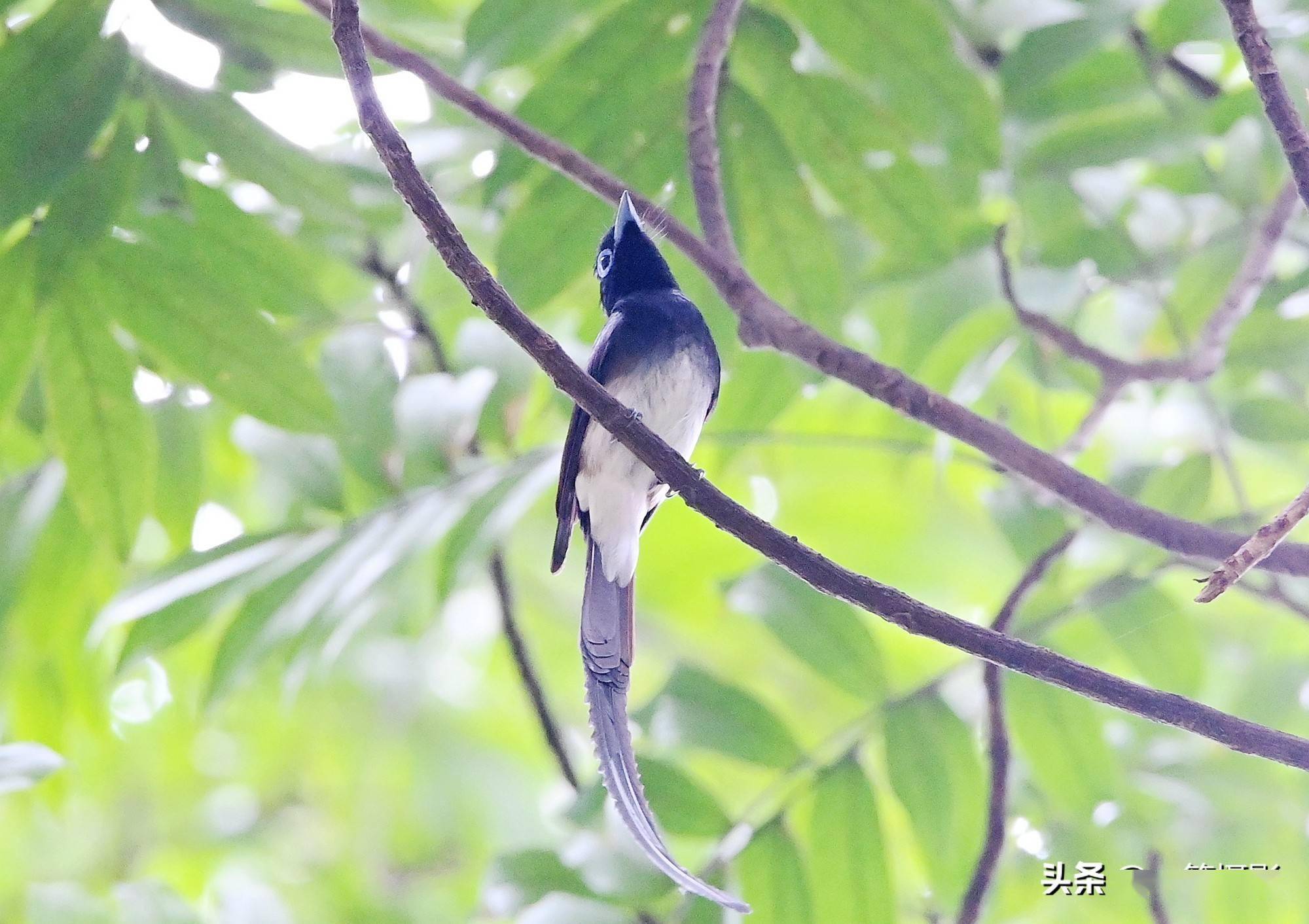 難得紫壽帶鳥現身華南農大校園