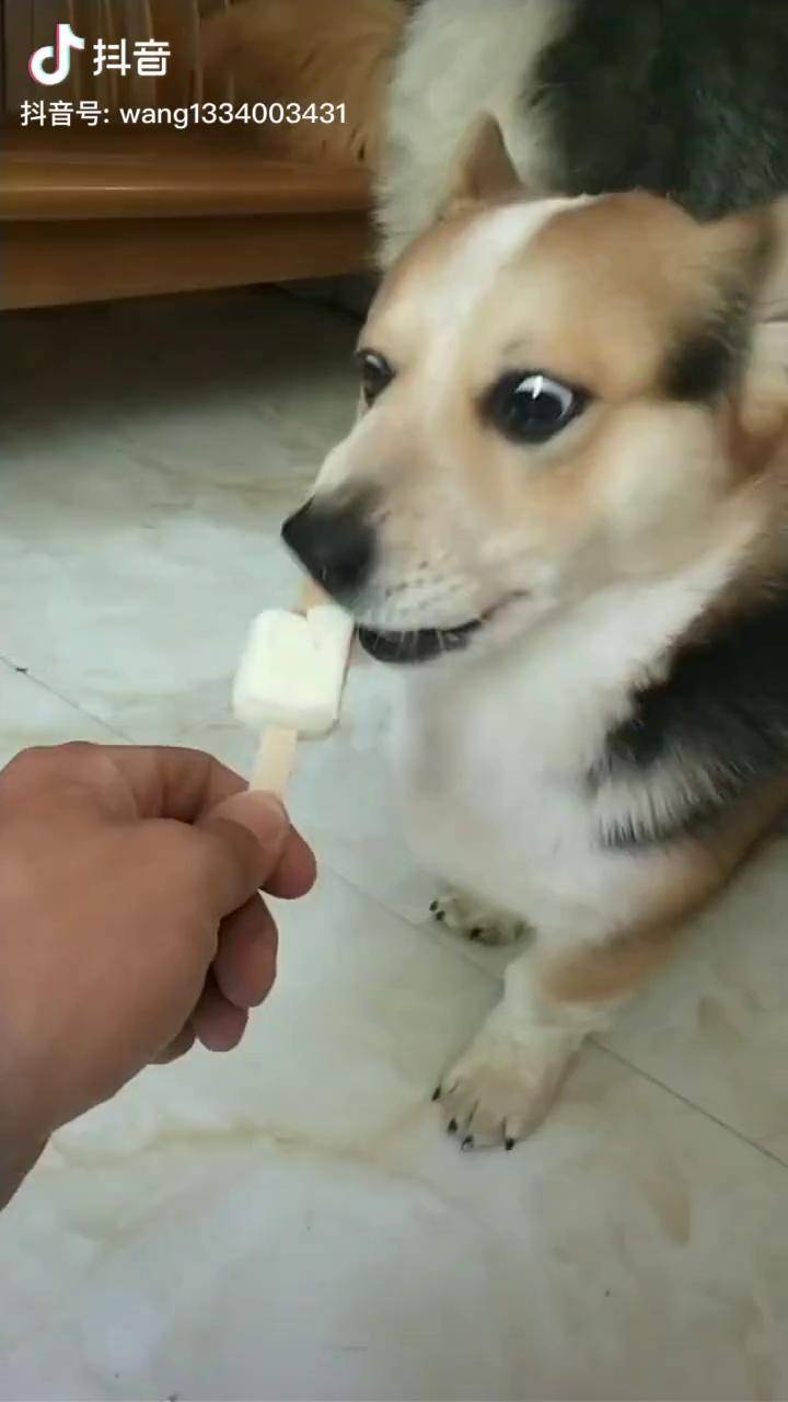 天热了一人一根冰棍这可能是小胖子第一次吃吧看着眼神