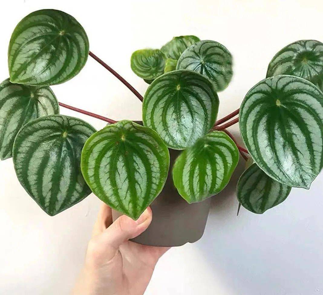 家里养西瓜皮椒草春天注意这几点叶绿姿美长势旺清新又典雅