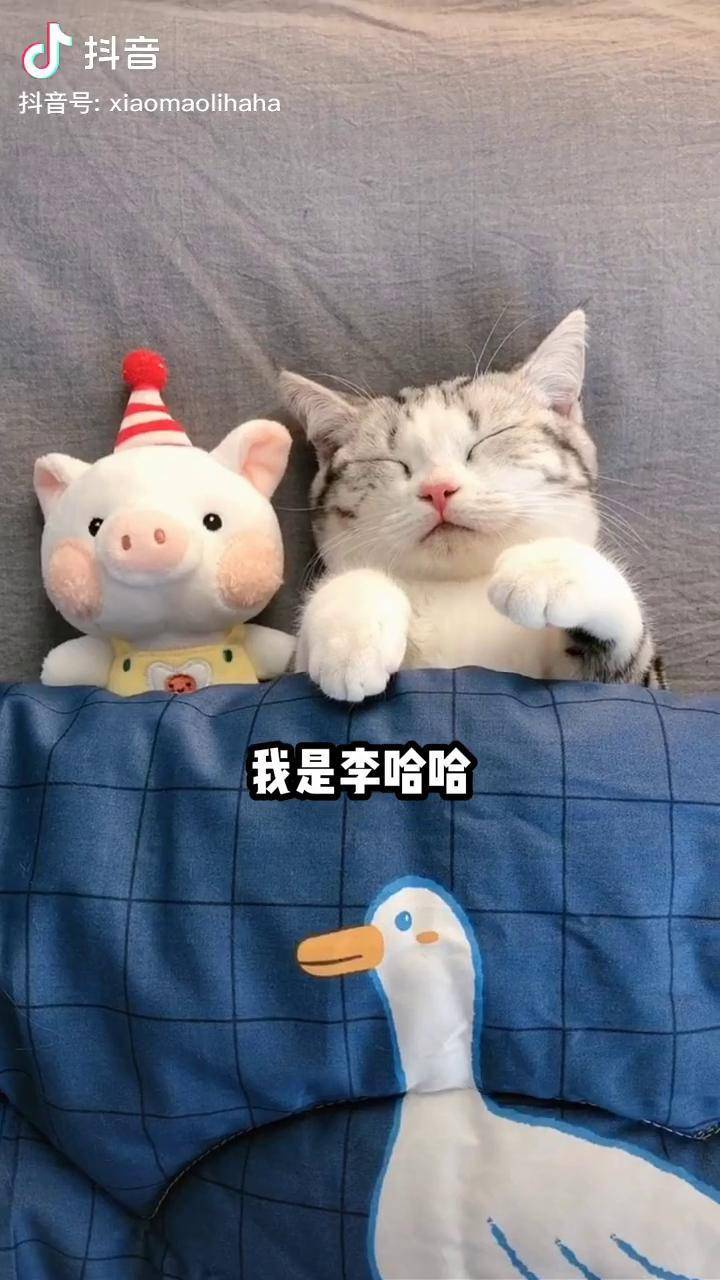 李哈哈小猫还是离开了我喵猫